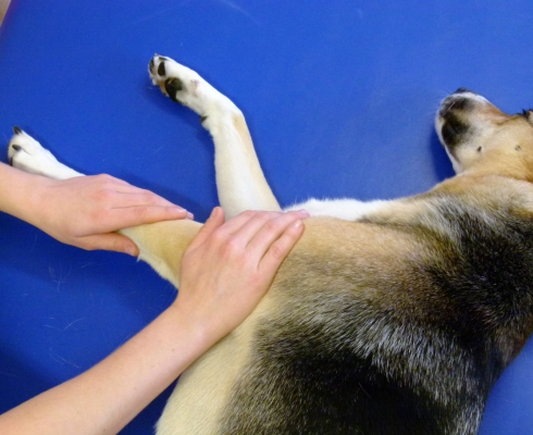 Dog Physio Grüter 30 Minuten Behandlung
