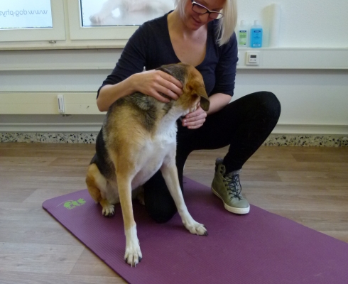 Dog Physio Grüter - 60 Minuten Behandlung