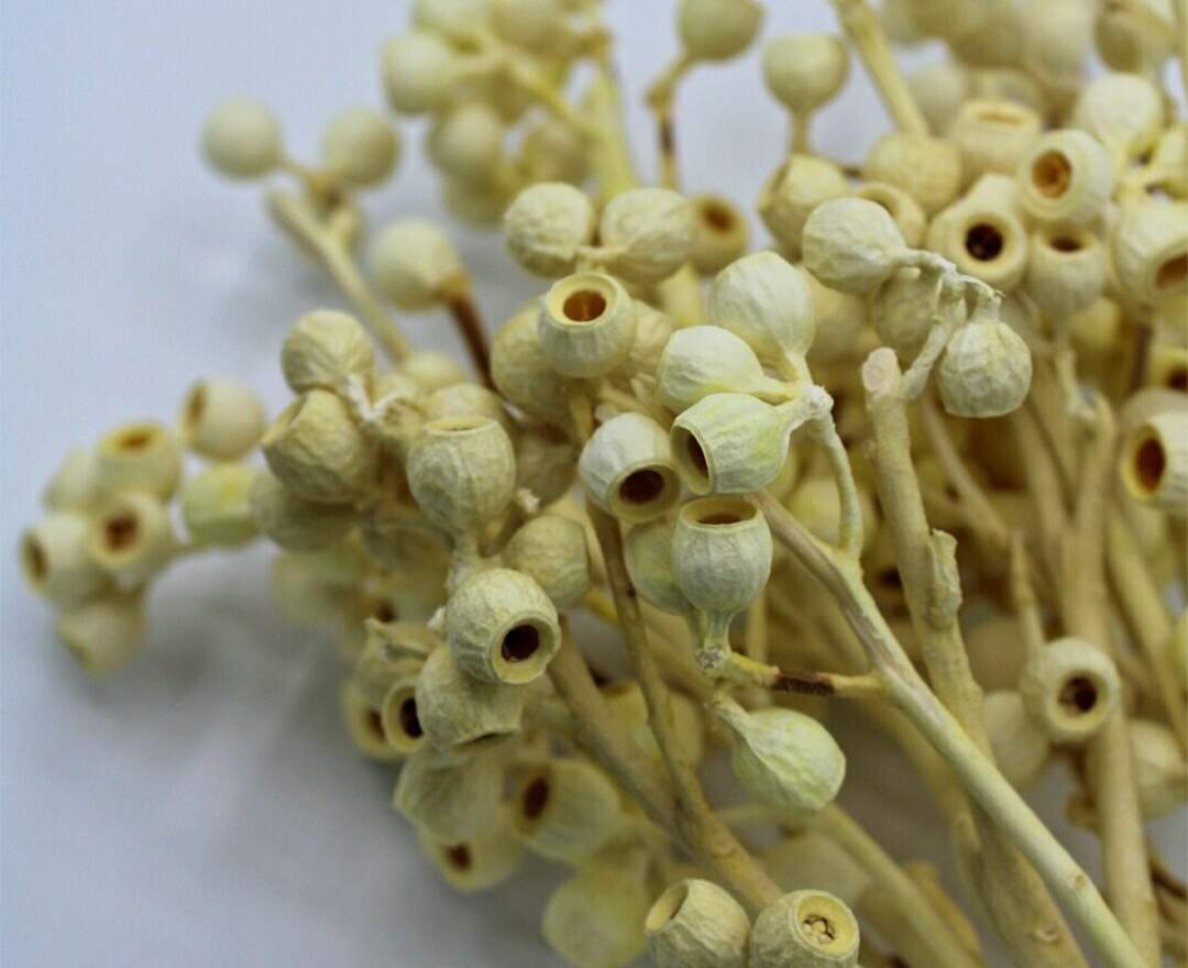 1st Tannendiele - Trockenblumen, Eukalyptusblüte, weiß gefärbt