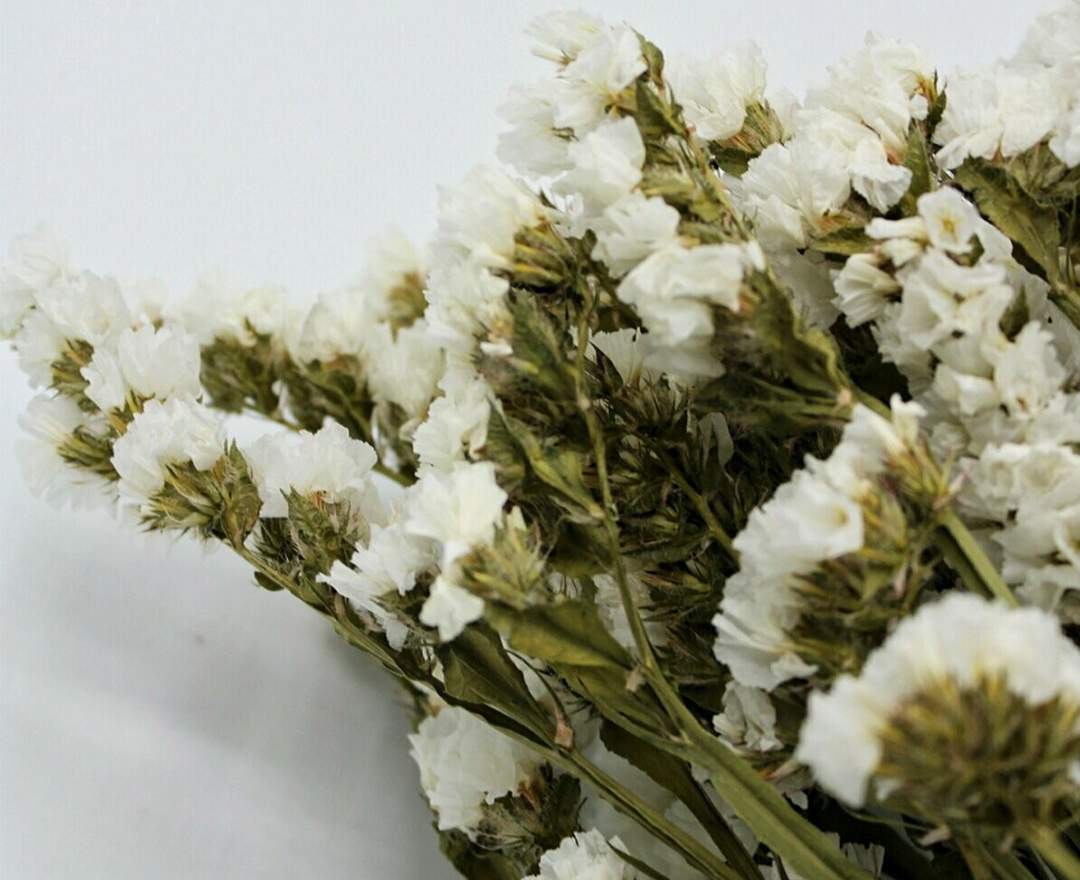1st Tannendiele - Trockenblumen, Statice, natural