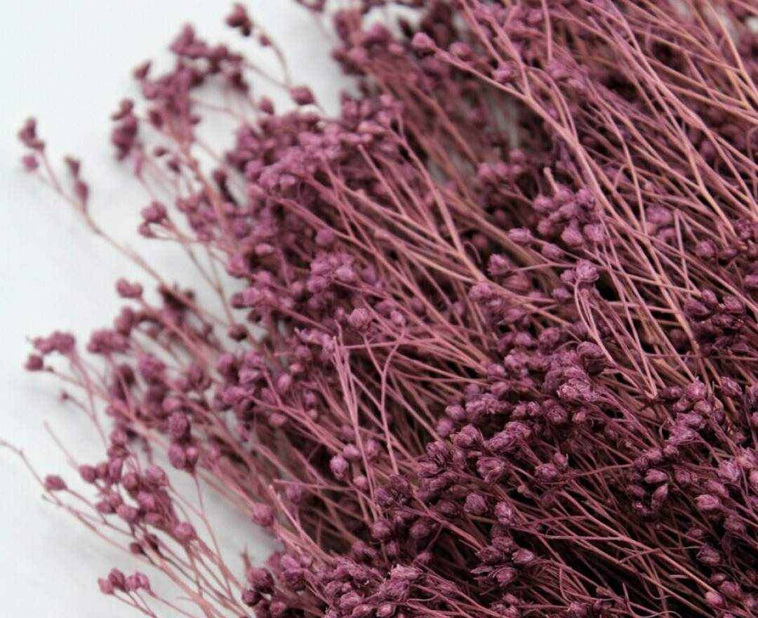 1st Tannendiele - Trockenblumen, Broom Bloom, violet