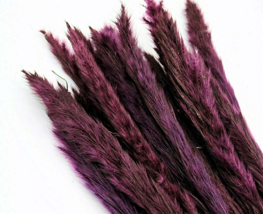 1st Tannendiele - Trockenblumen, Mini Pampasgras, violet