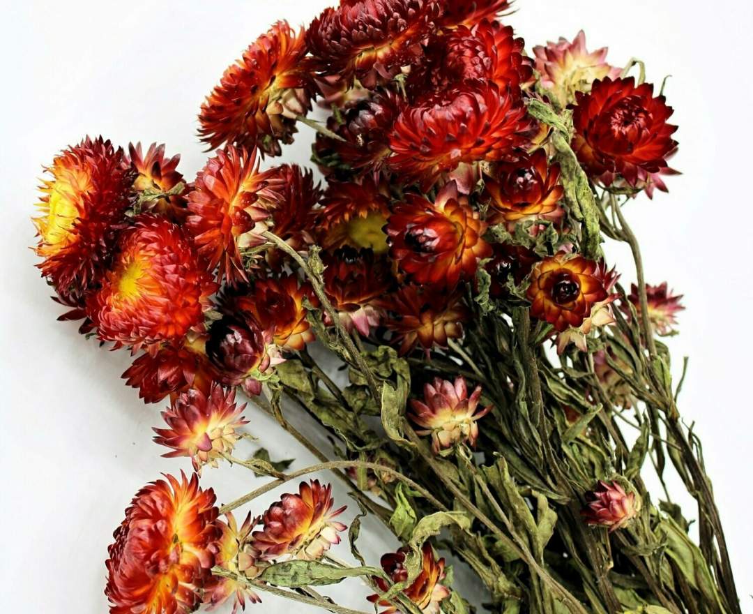 1st Tannendiele - Trockenblumen, Strohblumen, natural red
