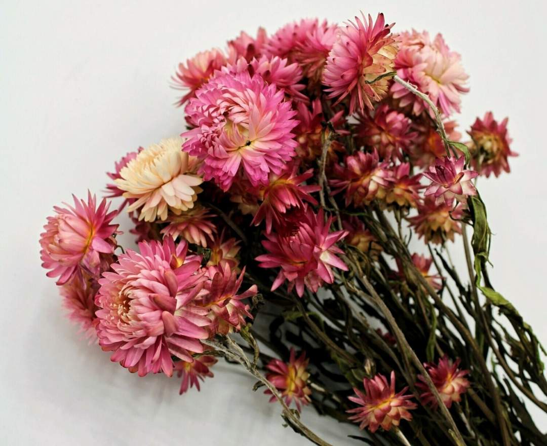 1st Tannendiele - Trockenblumen, Strohblumen , natural pink