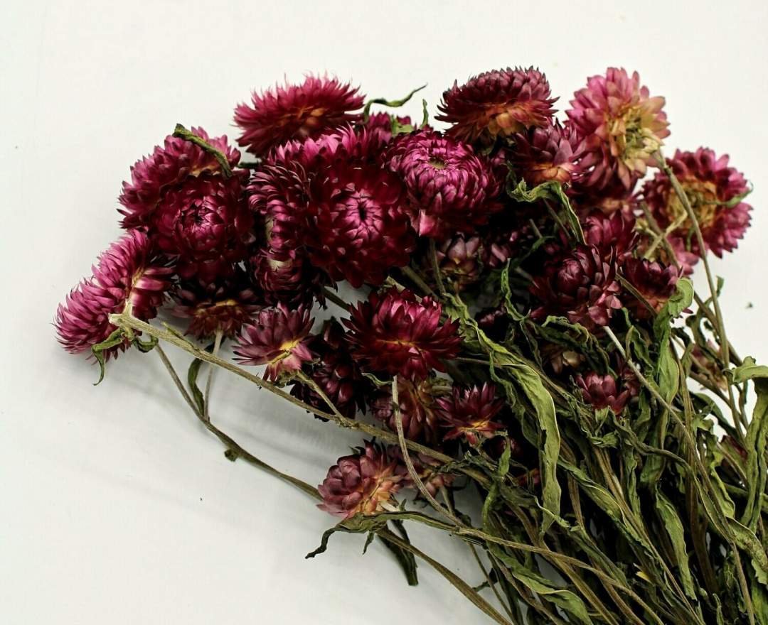 1st Tannendiele - Trockenblumen, Strohblumen, natural dark pink
