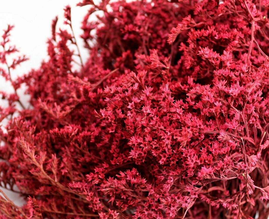 1st Tannendiele - Trockenblumen, Statice tatarica, red