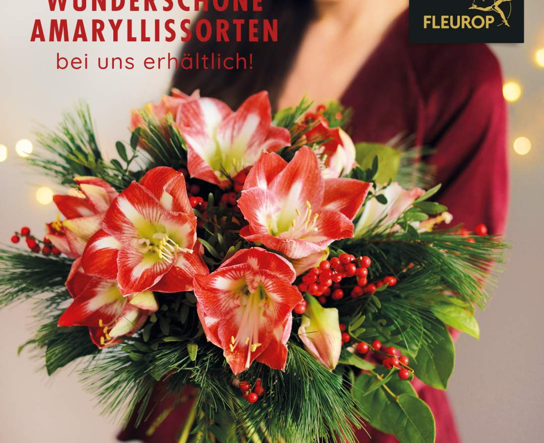 Casa Flora - Amaryllis - der Weihnachtsklassiker - als Strauß oder Pflanze