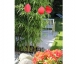 L.Heinen - „Rote Blüte“ Thumbnail