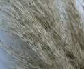 1st Tannendiele - Pampasgras, natur Thumbnail