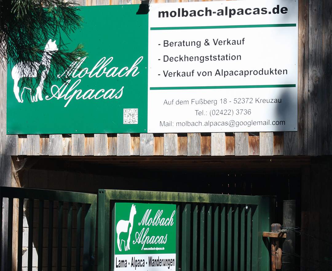 Molbach Alpacas - Alpaka Wanderung