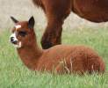 Molbach Alpacas - Alpaka Wanderung Thumbnail