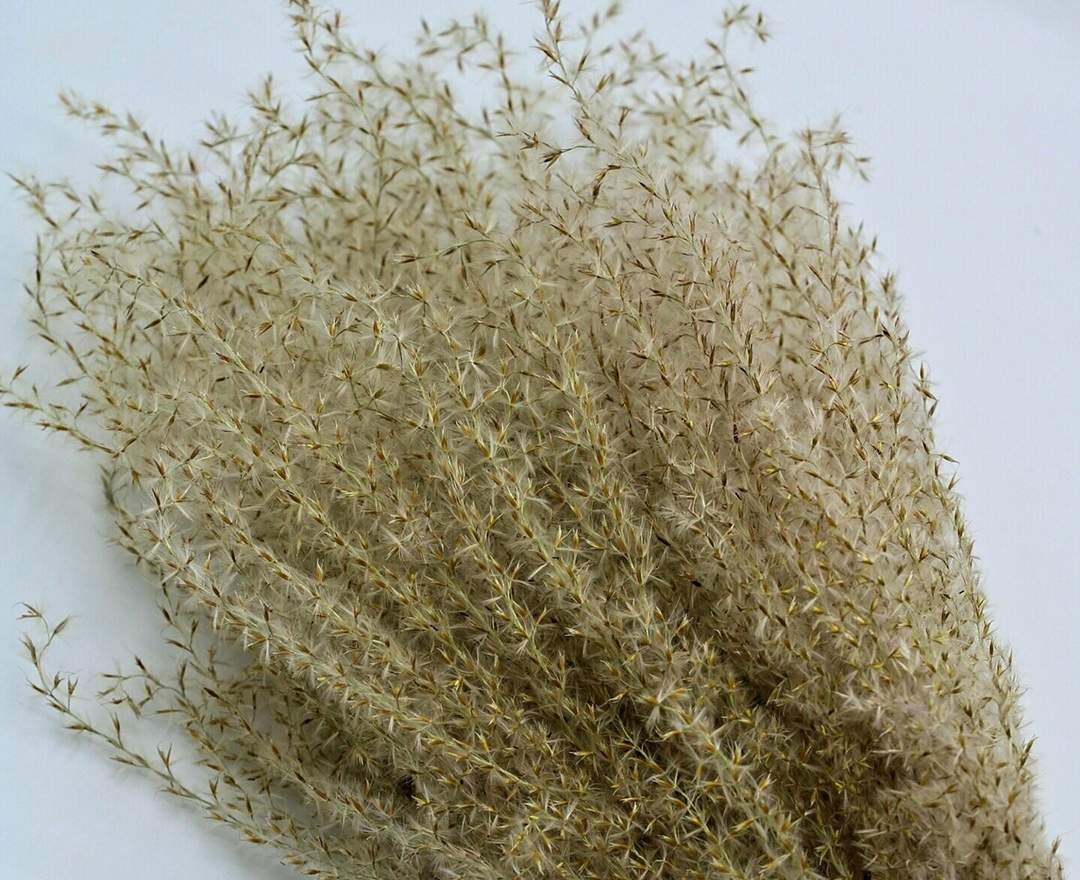 1st Tannendiele - Trockenblumen, Fluffy reed grass, natural