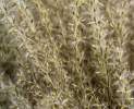 1st Tannendiele - Trockenblumen, Fluffy reed grass, natural Thumbnail