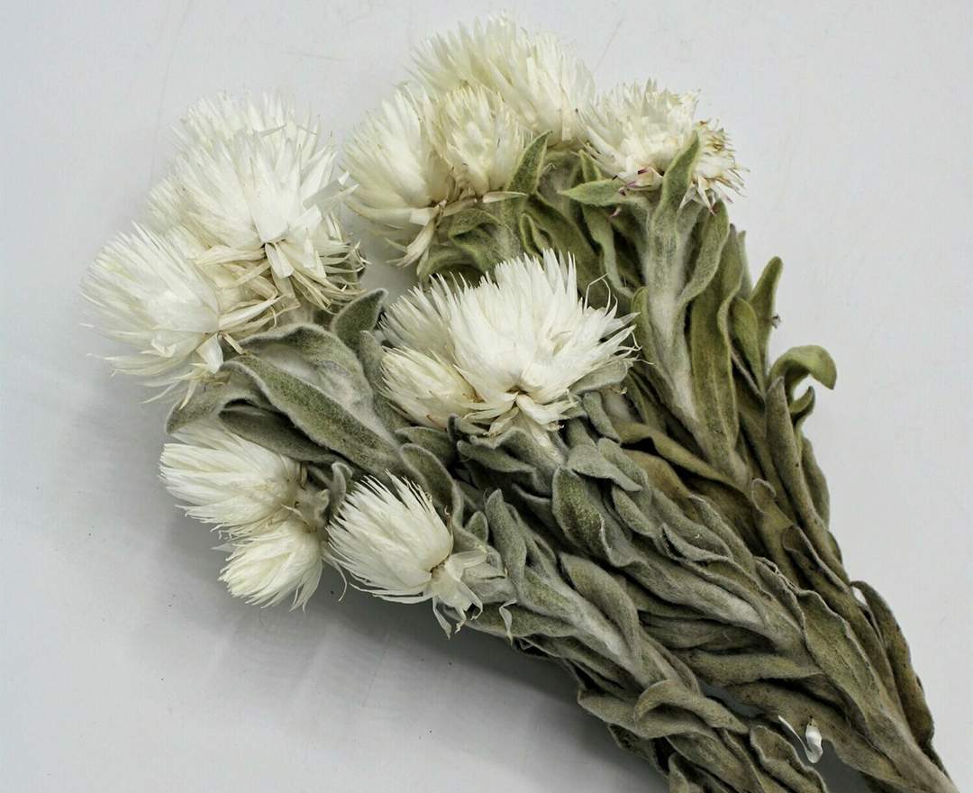 1st Tannendiele - Trockenblumen, Strohblumen, natural