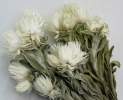 1st Tannendiele - Trockenblumen, Strohblumen, natural Thumbnail