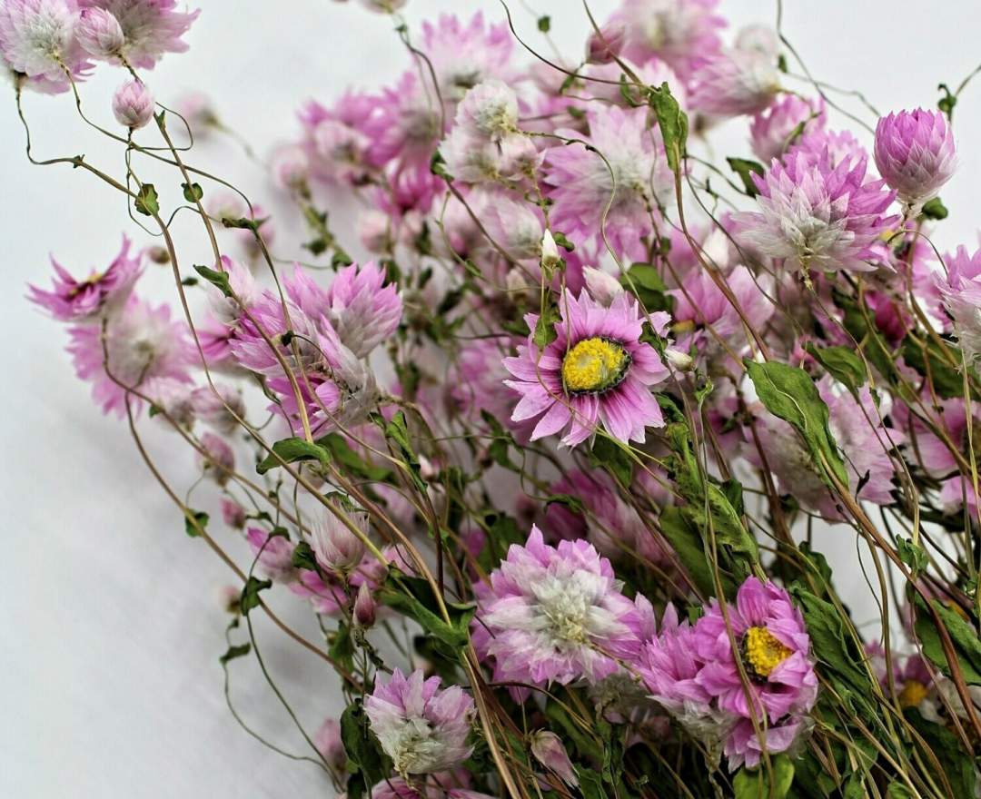 1st Tannendiele - Trockenblumen, Rhodante, natural pink