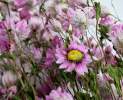 1st Tannendiele - Trockenblumen, Rhodante, natural pink Thumbnail
