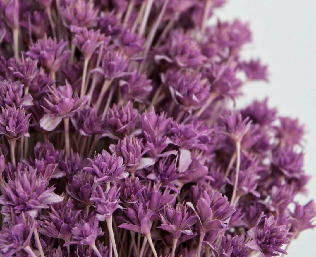 1st Tannendiele - Trockenblumen, Hill Flower, violet