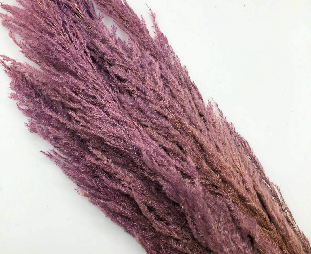 1st Tannendiele - Trockenblumen, Pampasgras, light violet