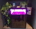 Miele - Plantcube Thumbnail