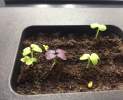 Miele - Plantcube Thumbnail