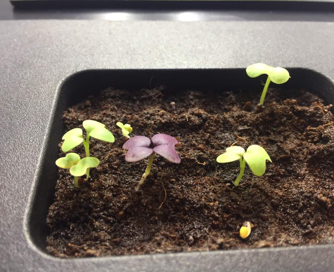 Miele - Plantcube