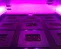 Miele - Plantcube Thumbnail