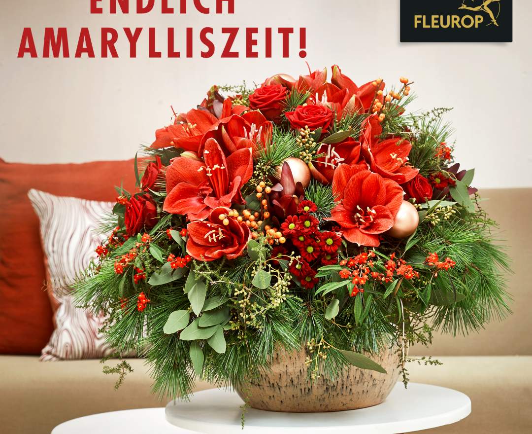 Casa Flora - Amaryllis - der Weihnachtsklassiker - als Strauß oder Pflanze