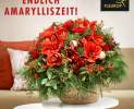 Casa Flora - Amaryllis - der Weihnachtsklassiker - als Strauß oder Pflanze Thumbnail