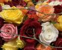 Rosenstrauß - Rosenstrauß - für jeden Anlass das richtige Geschenk - verschiedene Farben Thumbnail