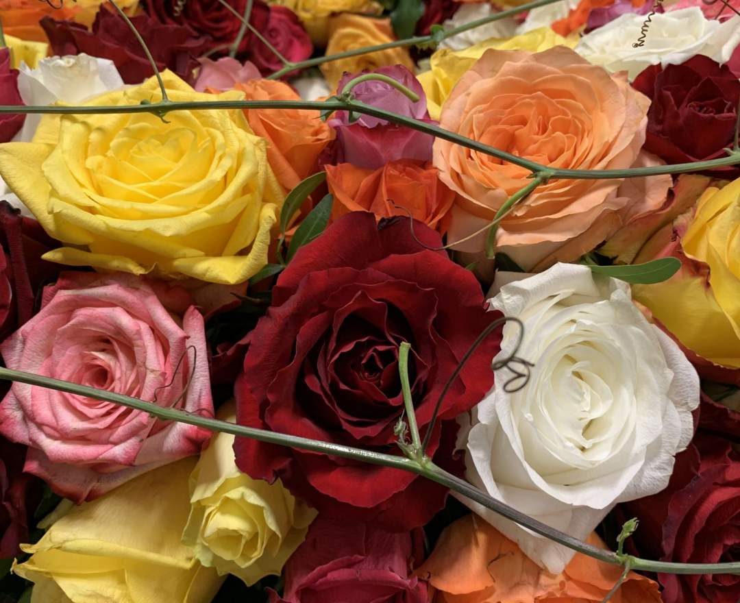 Rosenstrauß - Rosenstrauß - für jeden Anlass das richtige Geschenk - verschiedene Farben