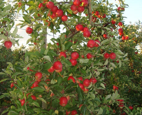 Obsthof Dreissen - Äpfel aus eigenem Anbau