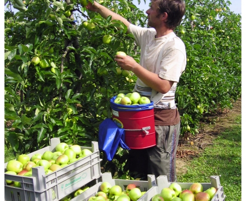 Obsthof Dreissen - Äpfel aus eigenem Anbau
