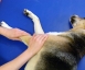 Dog Physio Grüter - 30 Minuten Behandlung Thumbnail