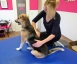 Dog Physio Grüter - 30 Minuten Behandlung Thumbnail