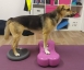 Dog Physio Grüter - 30 Minuten Behandlung Thumbnail