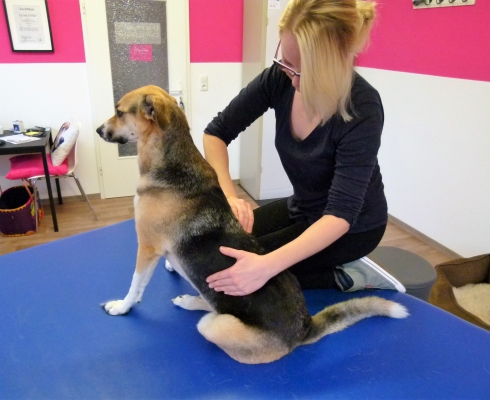 Dog Physio Grüter 45 Minuten Behandlung