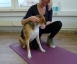 Dog Physio Grüter - 45 Minuten Behandlung Thumbnail