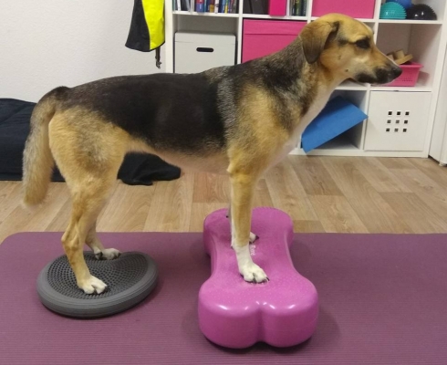 Dog Physio Grüter - 60 Minuten Behandlung