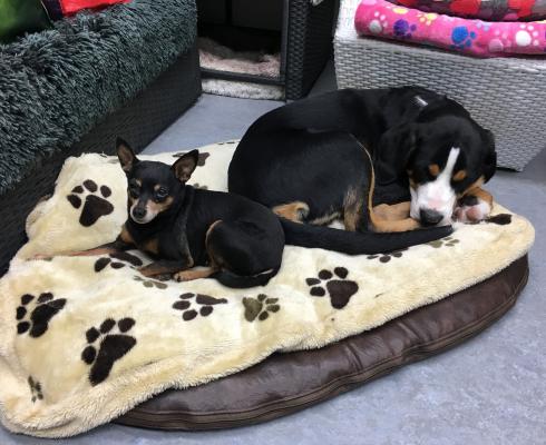 Hundeparadies Rodenkirchen - Hundetagesstätte-Hundepension