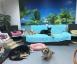 Hundeparadies Rodenkirchen - Hundetagesstätte-Hundepension Thumbnail