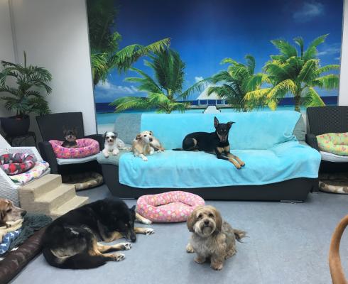 Hundeparadies Rodenkirchen - Hundetagesstätte-Hundepension