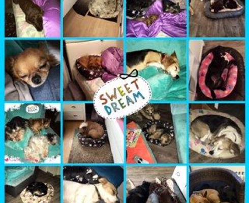 Hundeparadies Rodenkirchen - Hundetagesstätte-Hundepension