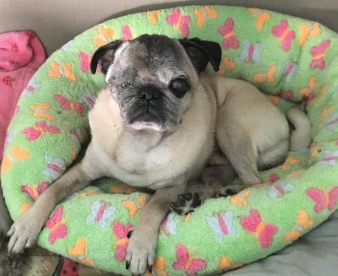 Hundeparadies Rodenkirchen - Hundetagesstätte-Hundepension