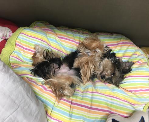 Hundeparadies Rodenkirchen - Hundetagesstätte-Hundepension