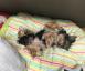 Hundeparadies Rodenkirchen - Hundetagesstätte-Hundepension Thumbnail