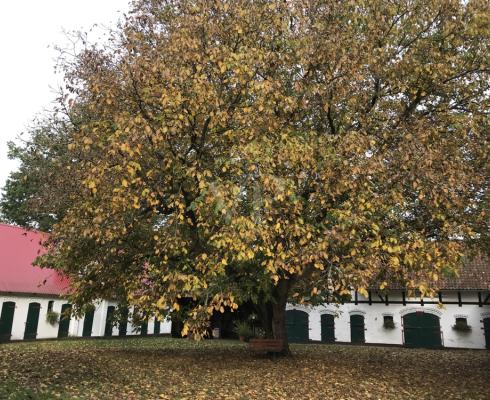 von Poll Immobilien (Uelzen) - Fachwerkhof im Wendland