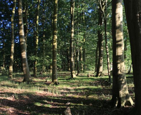 von Poll Immobilien (Uelzen) - Gutshaus in der Lüneburger Heide