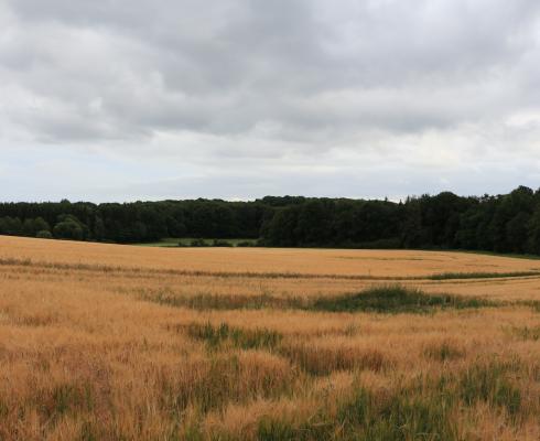 von Poll Immobilien (Uelzen) - Gutshaus in der Lüneburger Heide