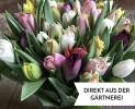 1st Tannendiele - 30 bunt gemischte Tulpen aus Kempen Thumbnail